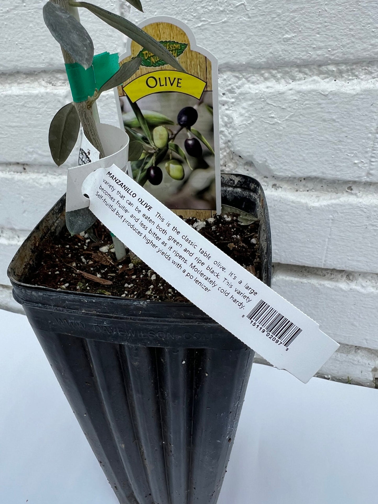 D.W.N. Manzanillo Olive Potted Plant