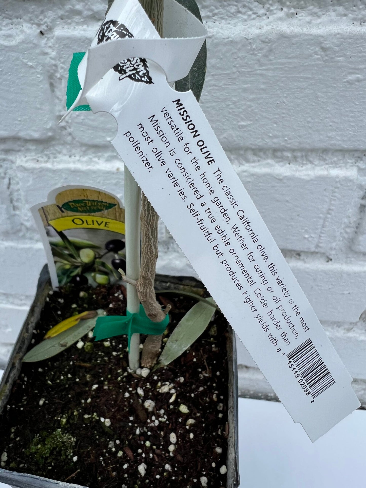 D.W.N. Mission Olive Potted Plant