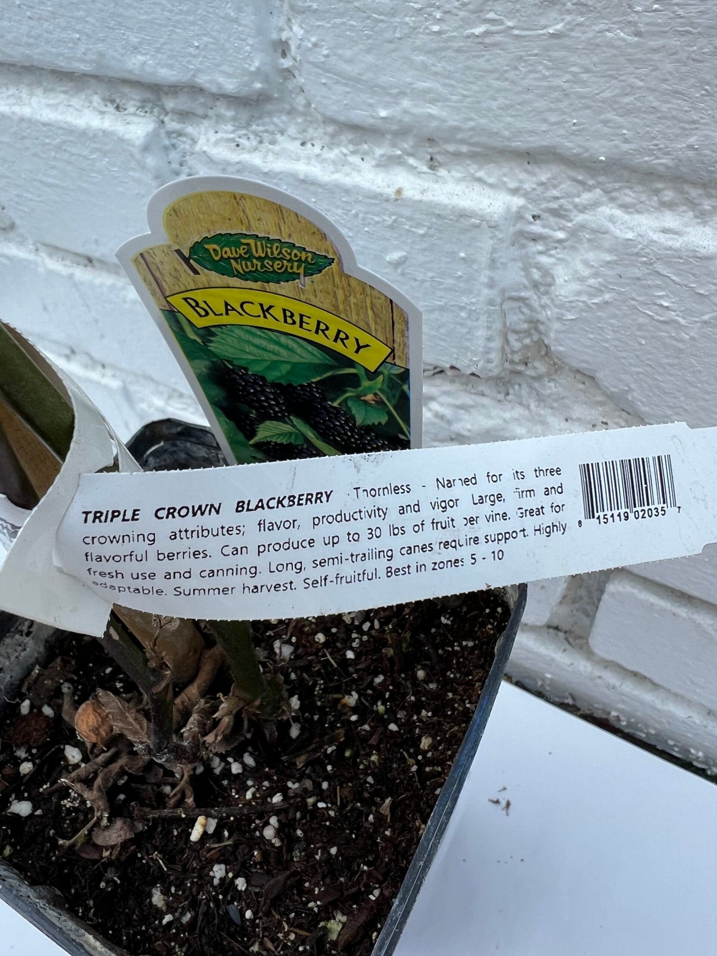 D.W.N. Triple Crown Blackberry Thornless Potted Plant