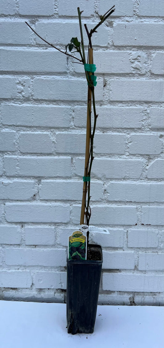 D.W.N. Triple Crown Blackberry Thornless Potted Plant