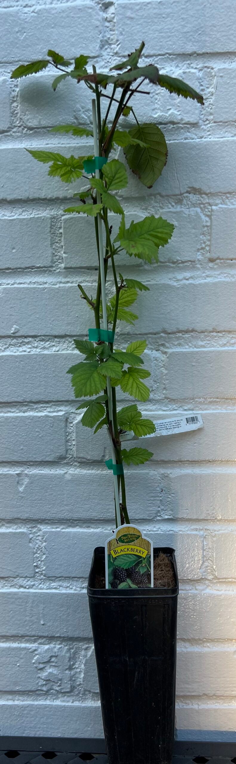D.W.N. Triple Crown Blackberry Thornless Potted Plant