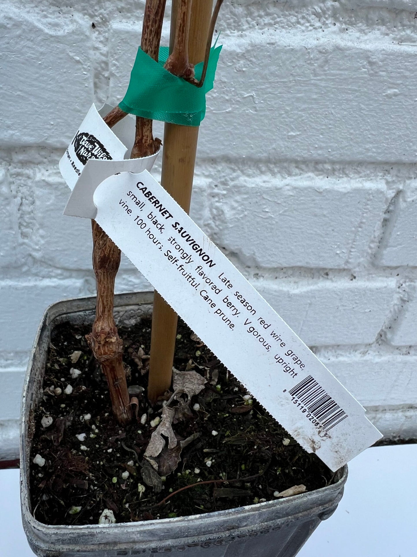 D.W.N. Cabernet Sauvignon Grapevine Potted Plant
