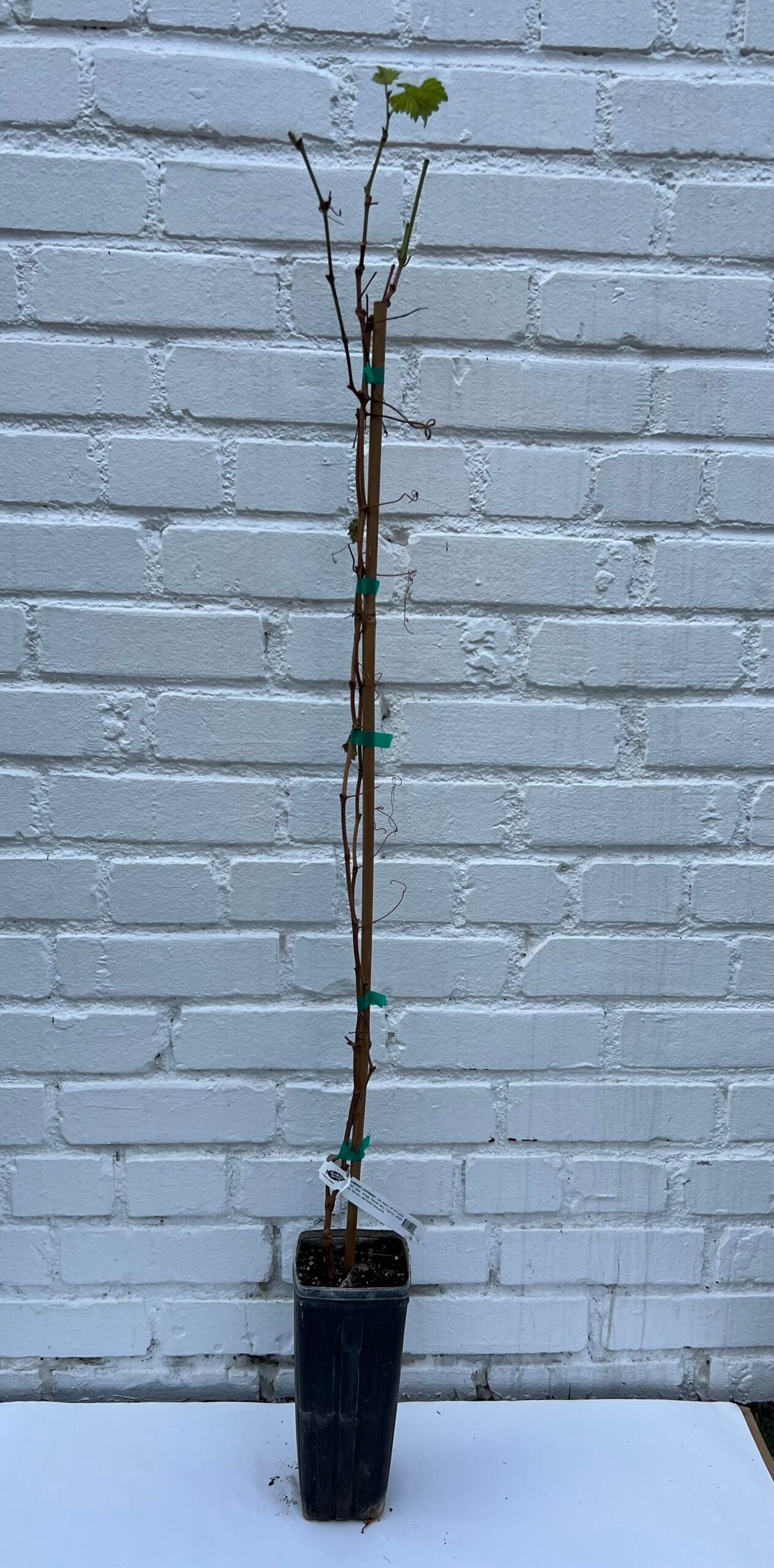 D.W.N. Cabernet Sauvignon Grapevine Potted Plant