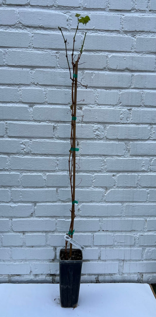 D.W.N. Cabernet Sauvignon Grapevine Potted Plant