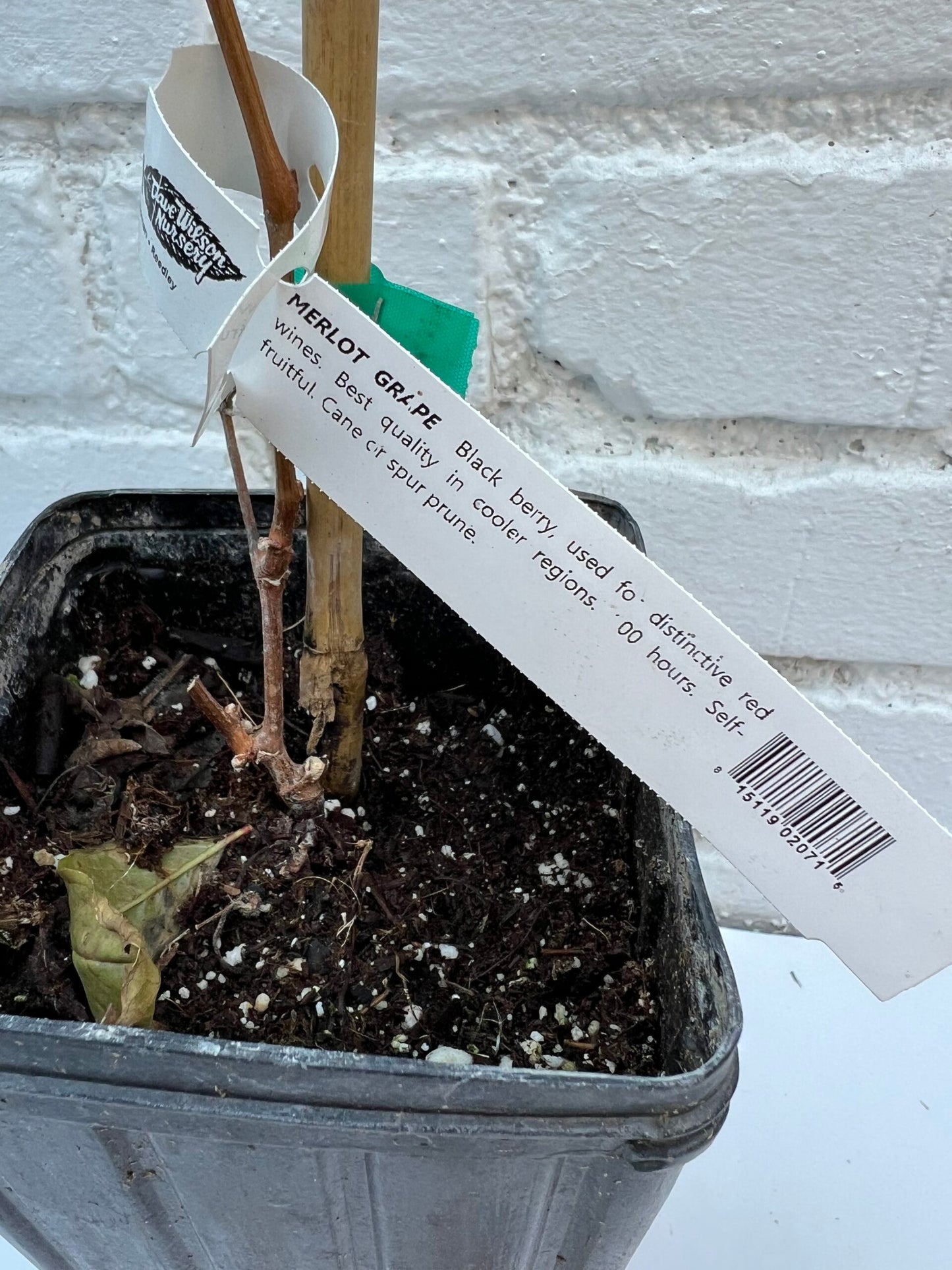 D.W.N. Merlot Grapevine Potted Plant