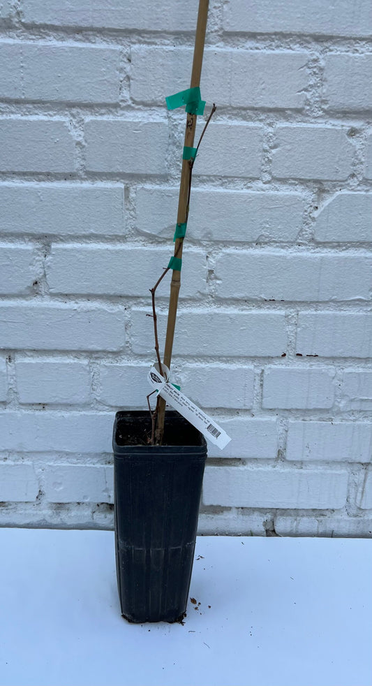 D.W.N. Merlot Grapevine Potted Plant