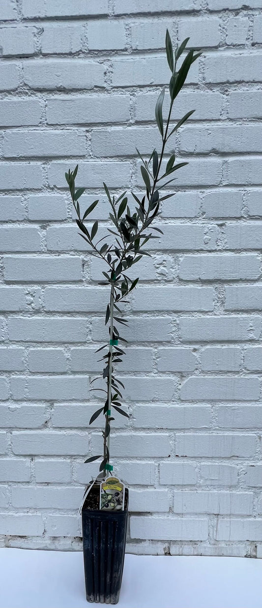 D.W.N. Mission Olive Potted Plant