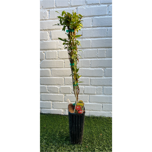 D.W.N. Pomegranate Trees